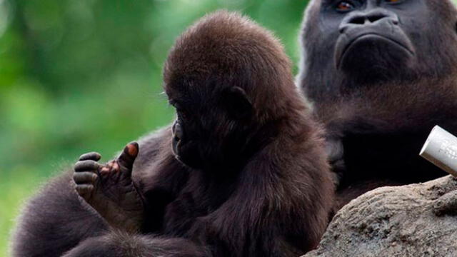 Anaka junto a su madre. Foto: Zoo de Atlanta.