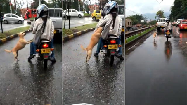 Facebook viral: Conmoción al ver a un perrito suplicando que no lo abandonen [VIDEO]