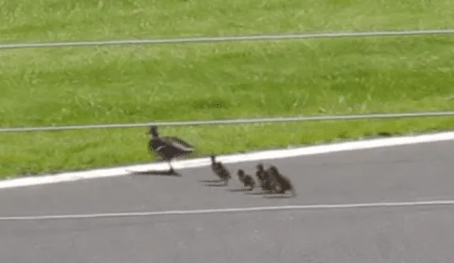 Un grupo de patos cruzaron una pista en mitad de una carrera y estuvieron a punto de morir.