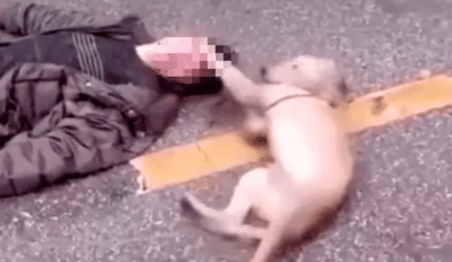 YouTube: el conmovedor momento en que un perro intenta reanimar a su dueño desmayado [VIDEO]