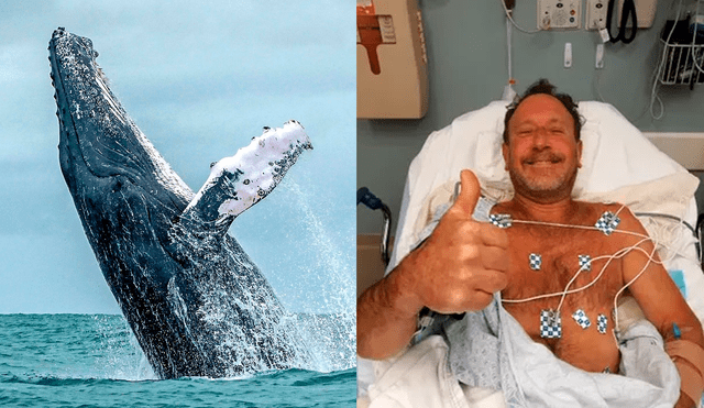 “Buceaba para buscar langostas cuando una ballena jorobada intentó comerme", contó el pescador que casi pierde la vida. Foto: AFP / Cape Cod Times