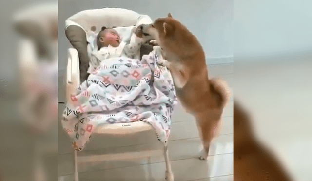 El can se acercó al bebé tras verlo llorando desconsoladamente en su mecedora y su peculiar conducta sorprendió a todos en YouTube
