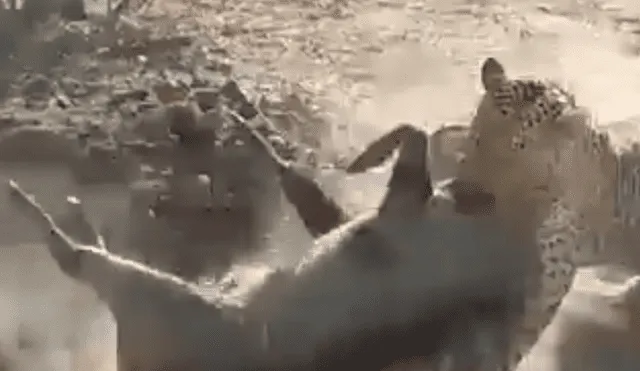 YouTube viral: hambriento leopardo olfatea misterioso hoyo y encuentra enorme animal [VIDEO]  