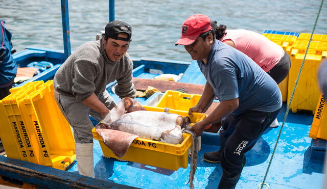 Produce: Límite para la captura del calamar gigante será de 560 mil toneladas para el 2020 