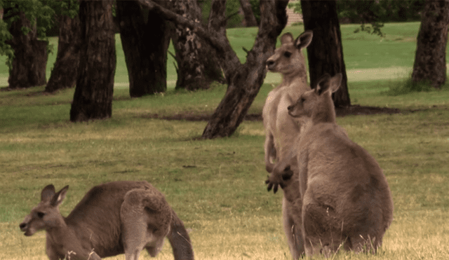 YouTube viral: canguro hembra provoca que dos machos pelean hasta la muerte por su amor [VIDEO]