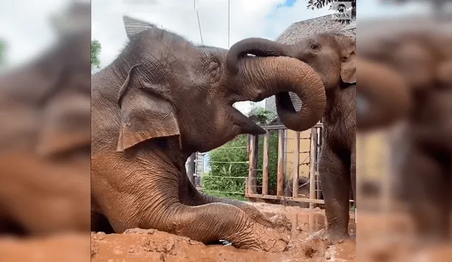 En YouTube, una mamá elefante fue captada en el preciso momento que protagonizó junto a su cría.