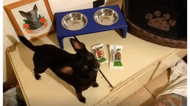 Perro gana fortuna en concurso de Facebook y ladrones intentan robar su dinero [VIDEO]