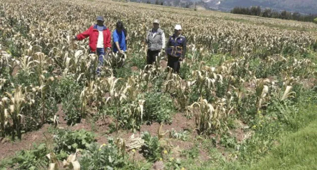 Más de 4 mil hectáreas de cultivo se perdieron por sequía y heladas en Apurímac