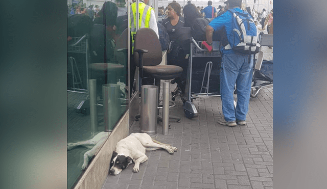 Perrito lleva dos meses esperando a su dueño en el aeropuerto Jorge Chávez [FOTOS y VIDEO]