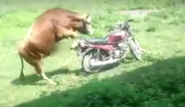 Facebook: peculiar toro pasa 'bochornoso' momento al intentar montar una moto [VIDEO]