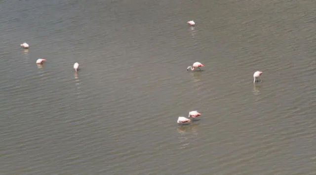 Flamencos