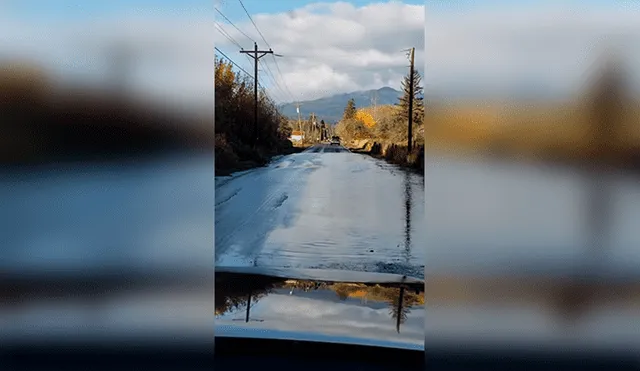 Facebook: Captan el momento exacto en que un grupo de peces cruza una carretera [VIDEO]