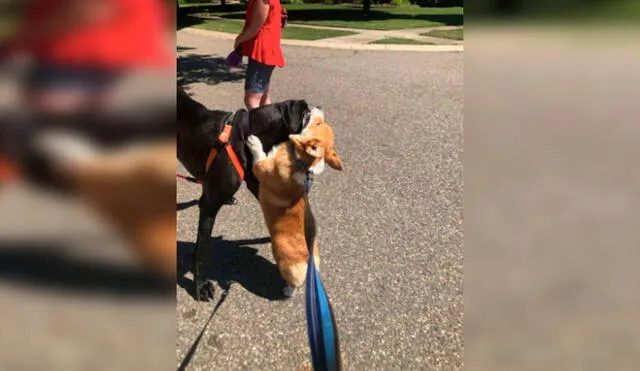 Desliza las imágenes para apreciar la emotiva acción de un perro corgi cuando se encuentra con otros animales. Foto: Instagram