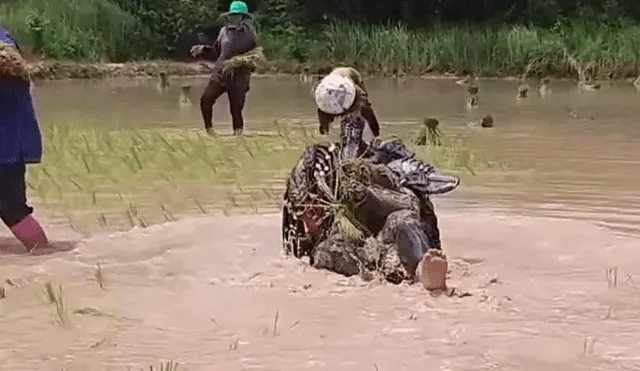 Video viral de Facebook mostró el preciso instante en que un hombre disfrazado de ‘Depredador’ fue captado cosechando arroz en Tailandia.
