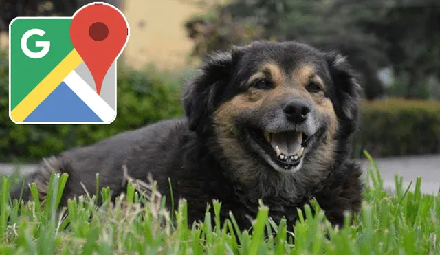 Google Maps: captan a la querida mascota 'Perrovaca' en su lugar favorito de la UNMSM [FOTOS]