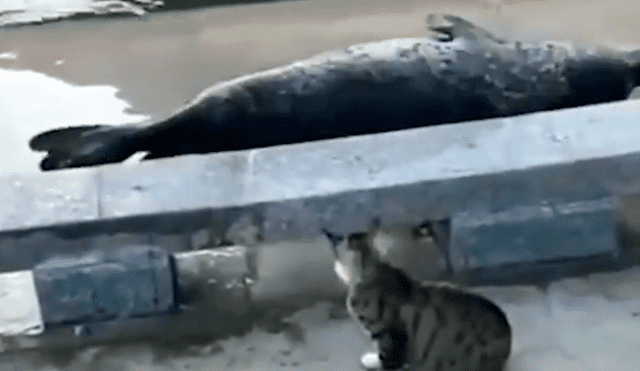 Facebook viral: cobarde foca finge su muerte para que gato no le siga golpeando [VIDEO]