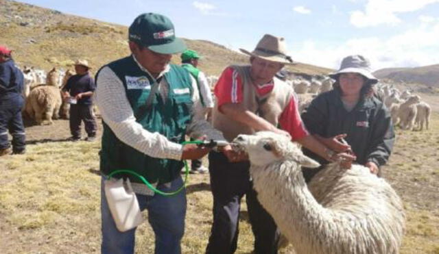 alpacas minagri kits veterinario minagri