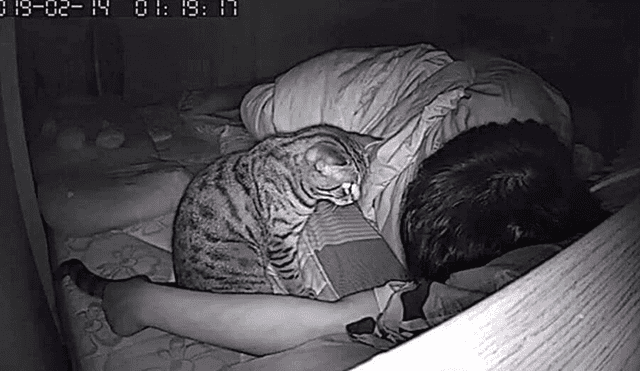 Facebook viral: gato aprovecha que su dueño duerme para expresar su amor por él [FOTOS]
