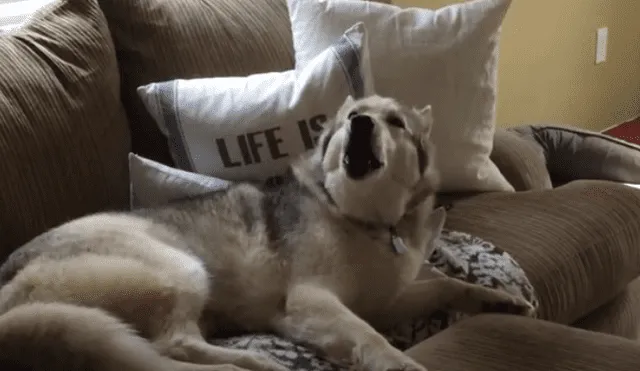 Video es viral en TikTok. Mujer grabó la graciosa conducta que tiene su perro cada vez que lo levanta de su siesta para dar un paseo.