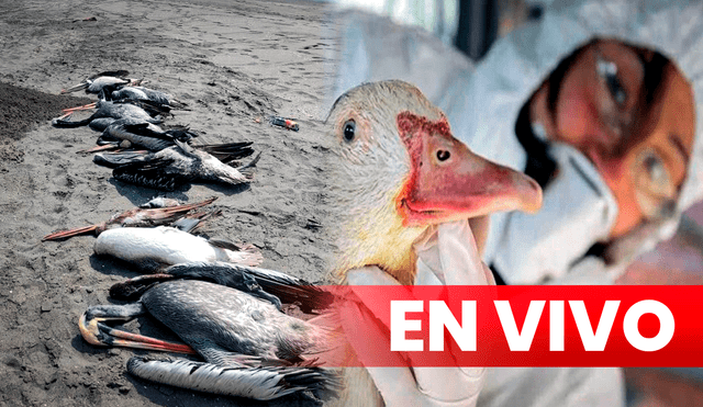Conoce las últimas noticias sobre el brote de gripe aviar en el Perú. Foto: AFP/Composición LR