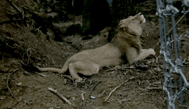 El video viral de Facebook registró el momento en que un grupo de expertos en la caza luchan para atrapar a un feroz león.