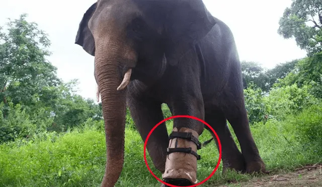 Elefante pierde una pata tras caer en trampa y ahora es feliz usando una prótesis [VIDEO] 