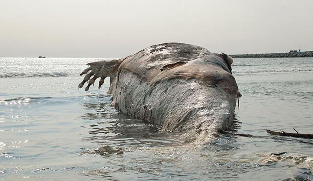 Los cadáveres de ballenas suelen explotar tras varios días en descomposición. Foto: Bering Land Bridge National Preserve