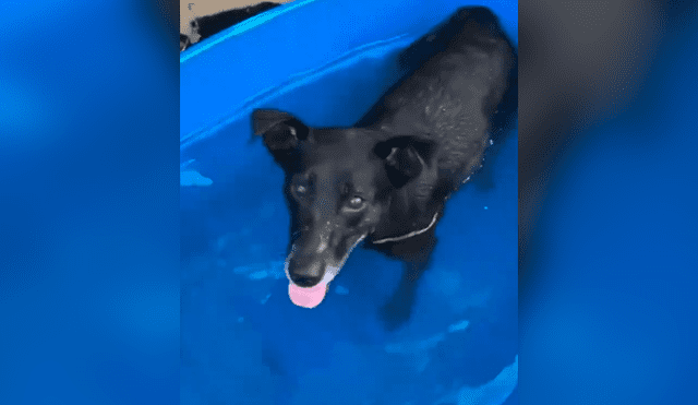 Facebook viral: mujer baña por primera vez a perro que rescató de la calle y este tiene curiosa reacción
