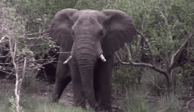 Crías de hipopótamos se topan con impetuoso elefante y este reacciona de manera inusual [VIDEO]