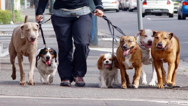  Surco: pondrán multa por pasear a perros sin collar de identificación