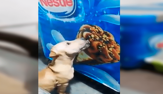 En Facebook, una chica quedó sorprendido al encontrar a su perro lamiendo una imagen de helado que estaba en su casa.