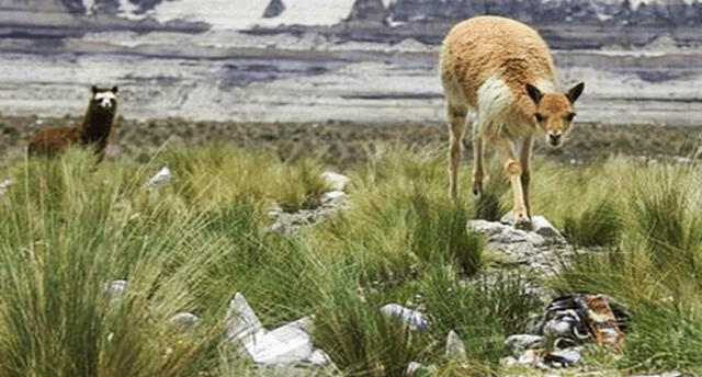 Podrían colocar fotopapeletas en reserva natural Tambo Cañahuas de Arequipa 