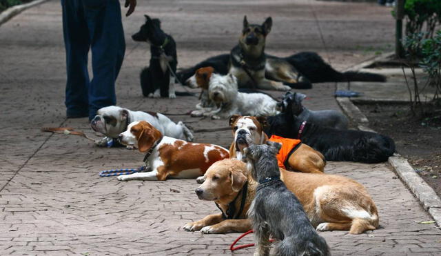 El robo de perros en Ciudad de México ha aumentado en un 126% desde el 2012,(Foto: Publimetro)