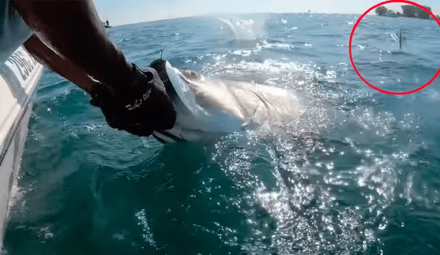 YouTube viral: hombre atrapa pez con sus manos, sin imaginar que hambriento tiburón le quitaría su presa [VIDEO] 