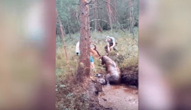 En YouTube, unos jóvenes rescataron a un enorme ciervo que quedó atrapado en un charco de lodo.