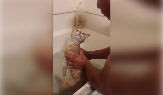 Desliza las imágenes para apreciar la curiosa reacción de un gato al no querer que su dueño lo bañe. Foto: captura de TikTok
