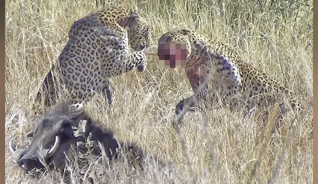 Desliza hacia la izquierda para ver la brutal batalla de los leopardos en Sudáfrica. Imagen viral de Facebook.