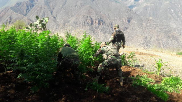 Policía Nacional halla e incinera 46 mil plantones de marihuana en el VRAEM