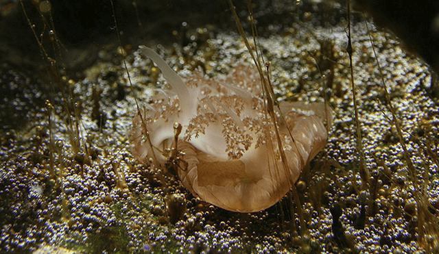 La conocida 'medusa invertida' lanza granadas de veneno para cazar a sus presas. (Foto: Wikipedia)
