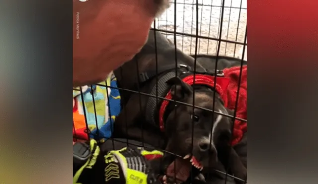 Facebook viral: bombero salva la vida de perro travieso que quedó con la mandíbula atorada a su jaula