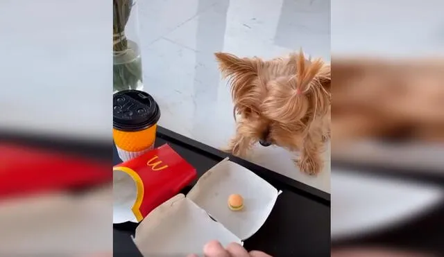 Desliza las imágenes para ver la curiosa broma que le hizo una joven a su perro cuando le dio comida. Foto: Captura de TikTok