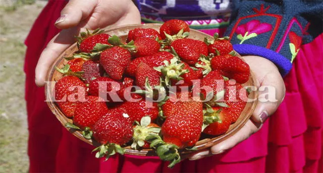 Fresas se producen en zonas costeras, pero en Puno se produce a más de 4 mil metros en biohuertos.