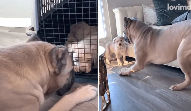 A través de Facebook se ha vuelto viral la tierna reacción de una can al ver al nuevo cachorro de la familia.