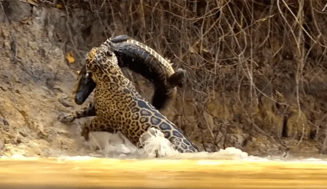 Hambriento jaguar ataca sin piedad a cocodrilo y brutal pelea tiene inesperado final [VIDEO] 