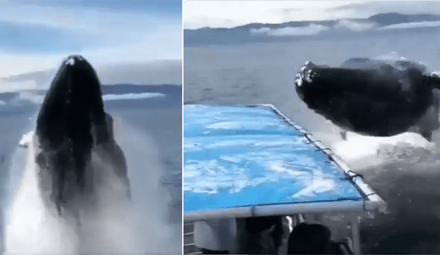 El video viral de Facebook registró el momento en que una ballena emergió del mar para realizar increíble pirueta.