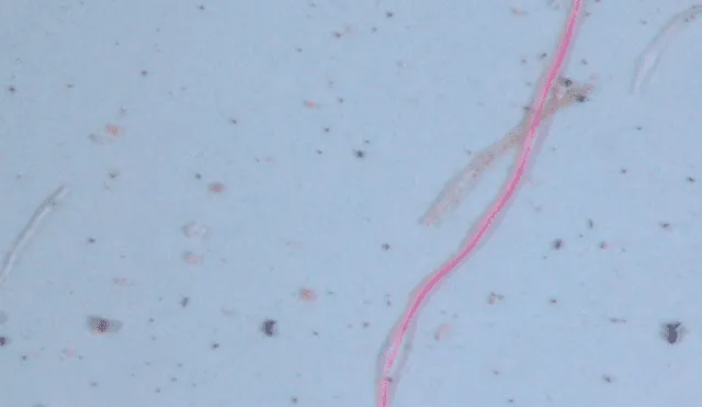 Científicos hallan micropartículas de plástico en muestras de lluvia. Foto: usgs.gov