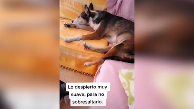 Desliza las imágenes para ver la emotiva escena entre este joven y su amado perro sordo. Foto: TikTok/Sergio Gallardo