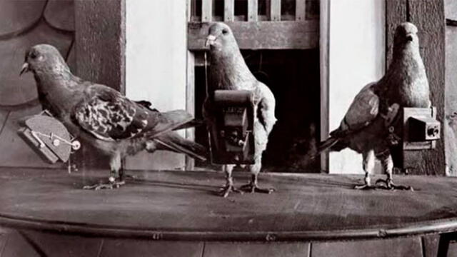 Las palomas fueron usadas desde la Primera Guerra Mundial para tomar fotografías de lugares estratégicos. Foto: Difusión.