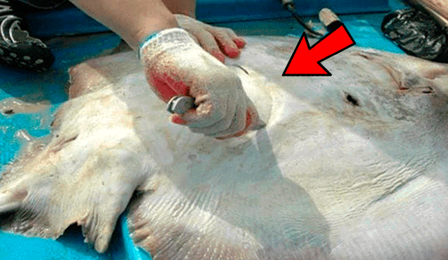 Facebook viral: Abren estómago de criatura marina muerta y extraen lo peor del hombre [FOTOS]