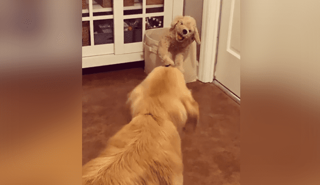 Un perro se llevó un enorme susto al ver un peluche idéntico a él. Foto: Instagram